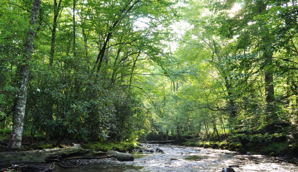 Forest stream